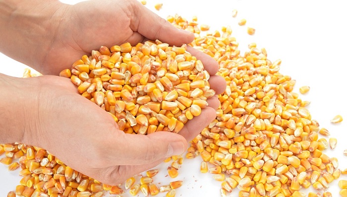 Don’t let a rental eat your seed corn