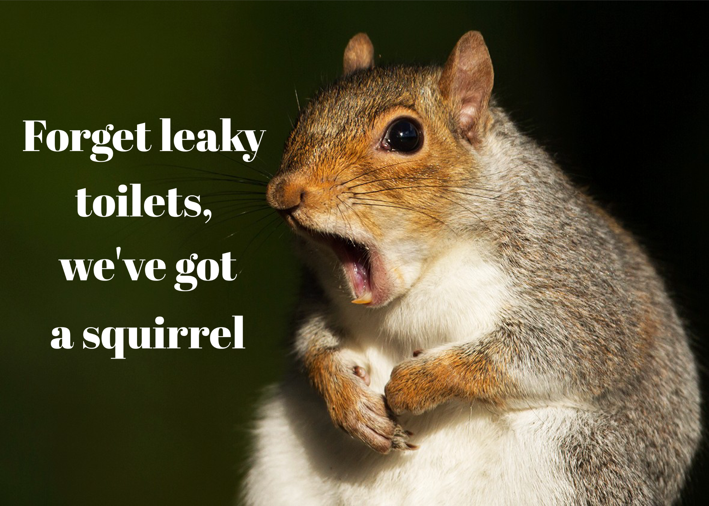 Forget leaky toilets, we’ve got a squirrel!