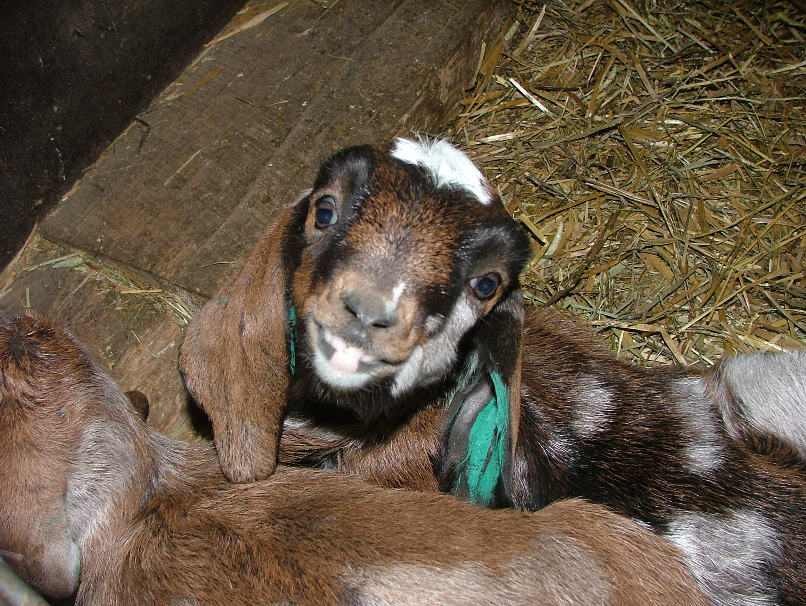 Checking the state of your flock
